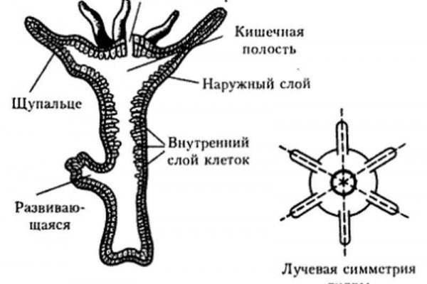 Mega ссылка на тор